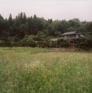 A house near a rice field