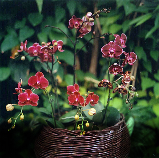 Maroon orchids
