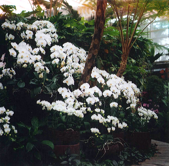 A cascade of lush white orchids