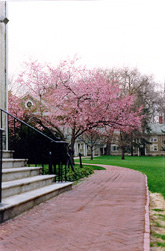 I loved the seasons at Haverford, especially spring and fall