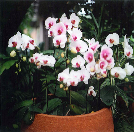 Pink and white orchids in a terra-cotta pot