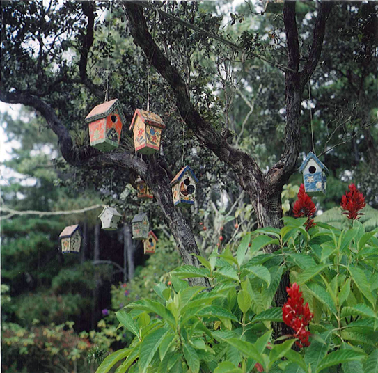 Many quirky birdhouses hung on an ohia
