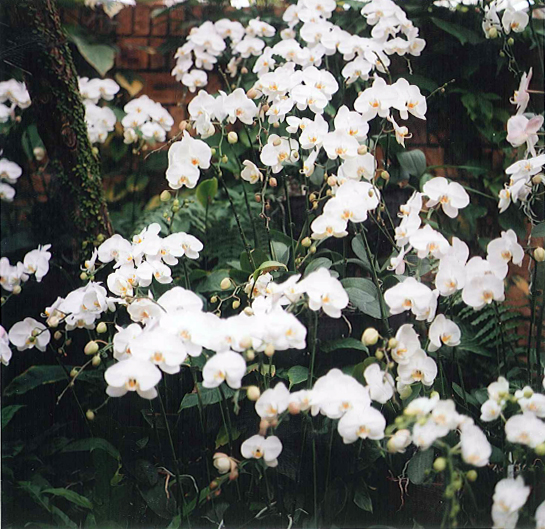 More white orchids