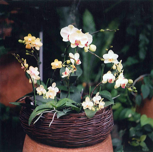 Yellow and pink orchids in a wicker basket