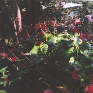 Anthuriums