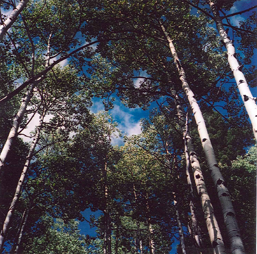 The contrast between aspens and sky is delightful