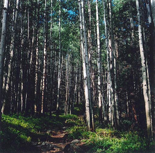 Pecos Wilderness Aspens