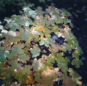 Autumn leaves at Fourth of July Campground, New Mexico