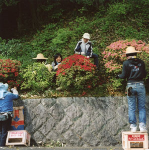 Removing spent azalea blossoms from the bushes