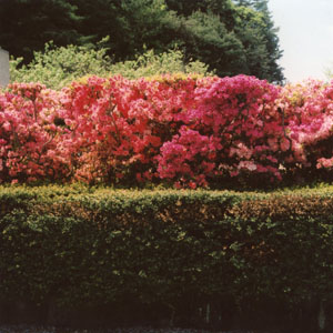 Azaleas above a stone wall