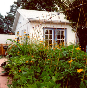 Bean plants outside the office