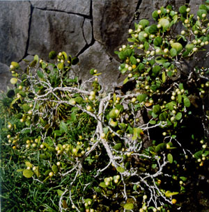 Lava Rock Wall and Foliage