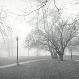 Trees are important, at Haverford as well as Mali and everywhere else