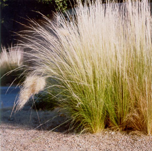 Grass as a xeriscaping element