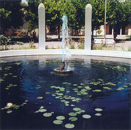 Water lillies on the pond