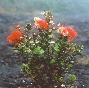 Ohia Tree