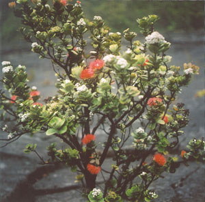 Ohia Tree