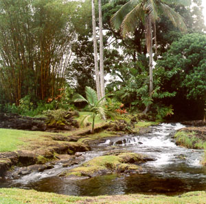 Looking at the stream in the backyard, facing mauka