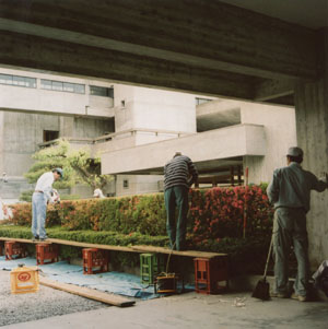 Precision Trimming the Azaleas in front of the office