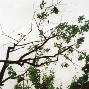 Ume Tree with a bird in it